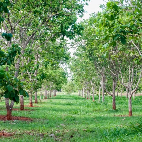 safra de pequi