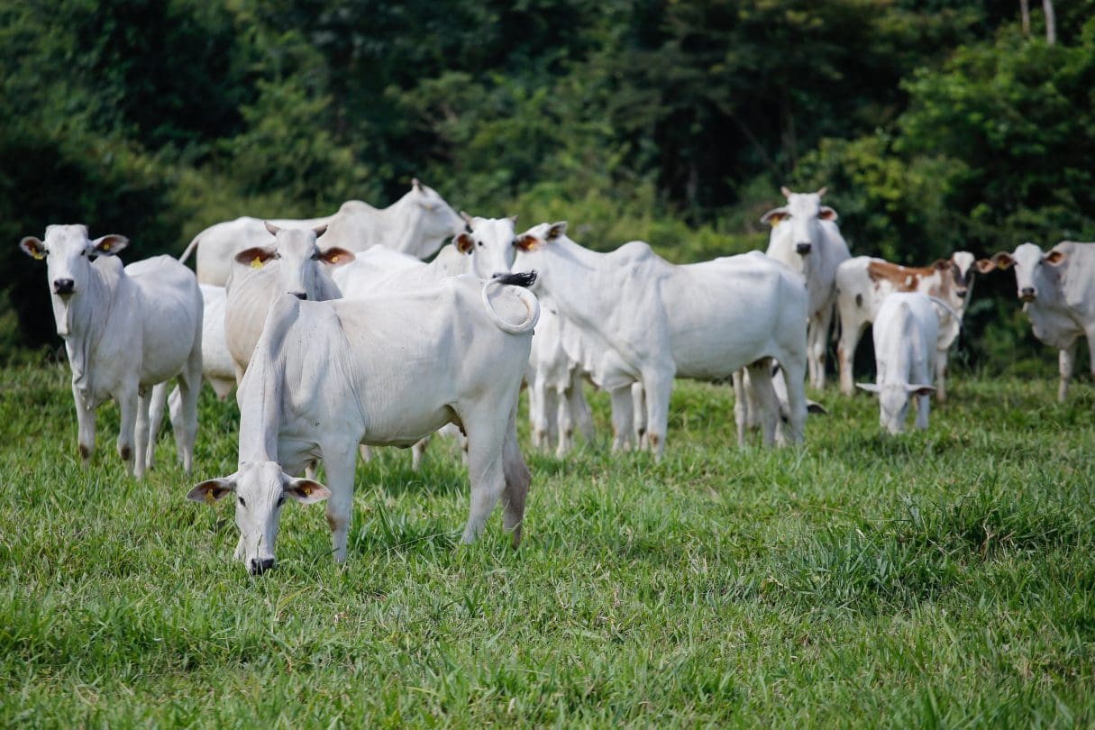 FCO-bovinocultura de corte