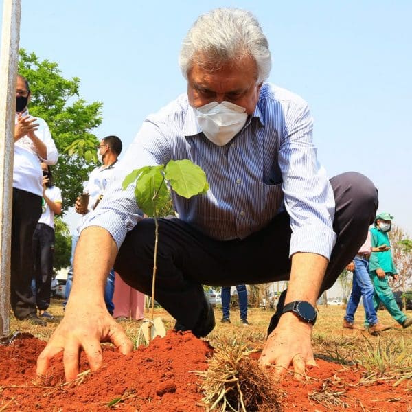 Caiado planta muda no Dia da Árvore