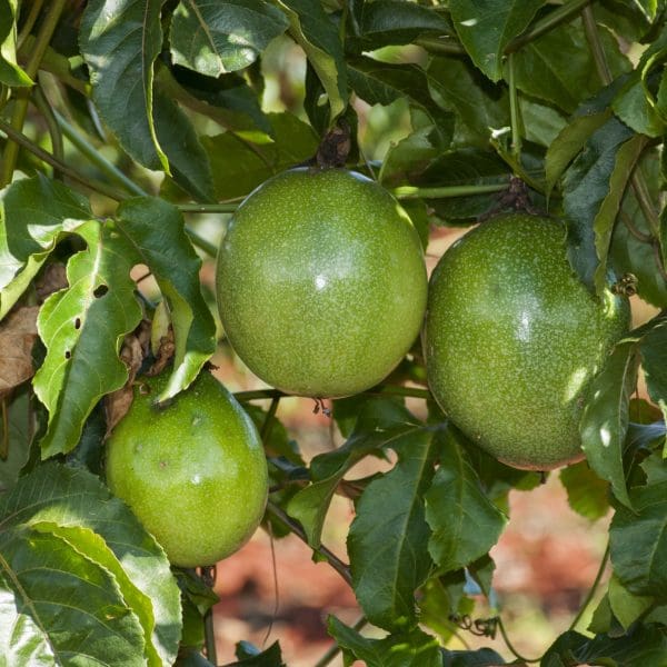 Emater na lista do Pronaf