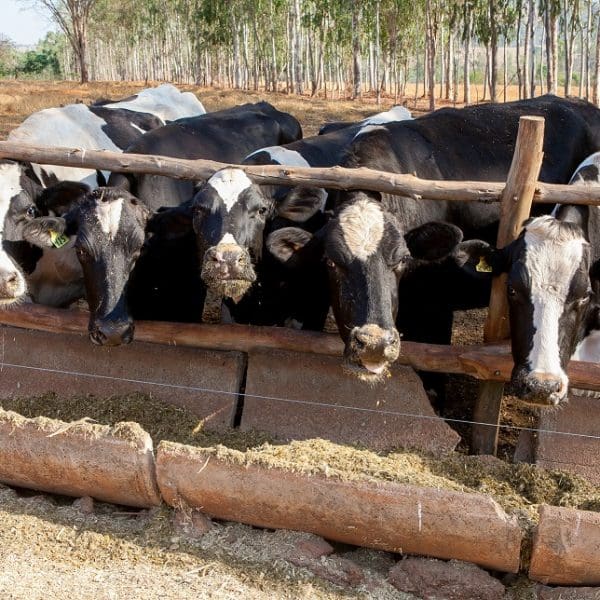 Programa de Melhoramento Genético Bovino para Agricultura Familiar Credito-Fredox-Carvalho