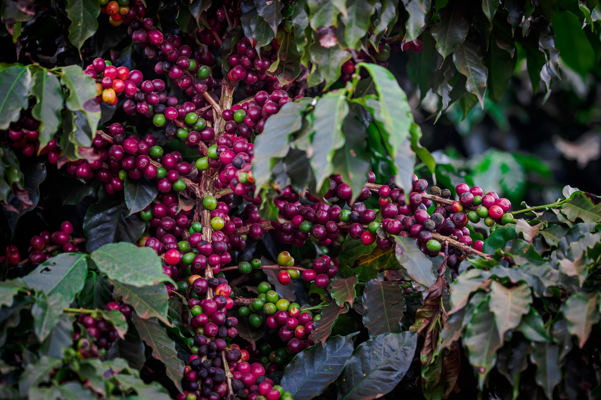 Cafés conilon e robusta somam 662 mil sacas enviadas ao exterior em um  único mês - Em Dia ES