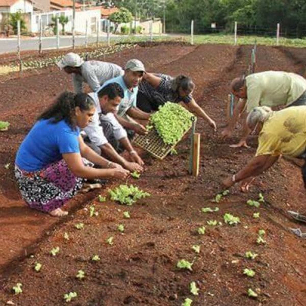horta comunitária