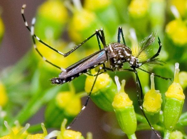 Saúde alerta para o combate ao mosquito da dengue