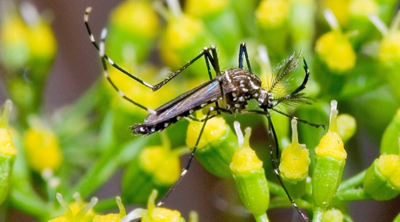 Saúde alerta para o combate ao mosquito da dengue
