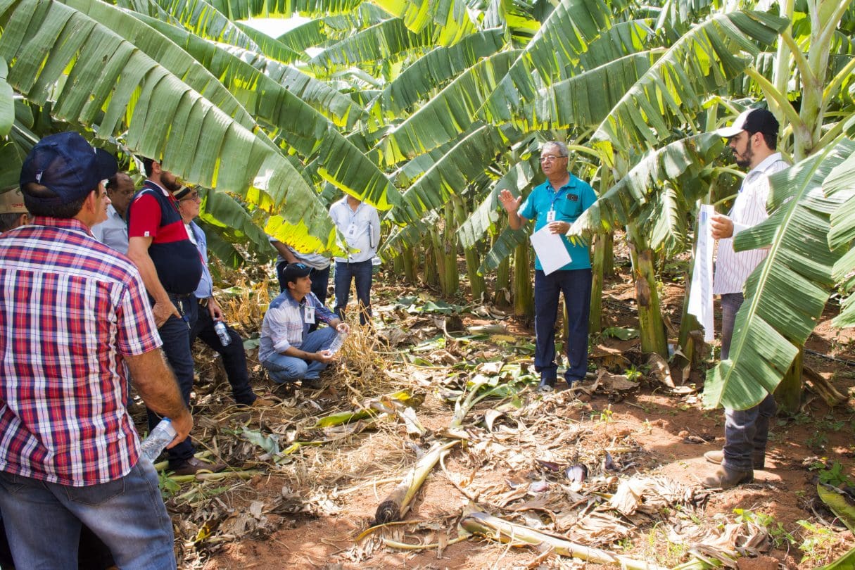 EMATER-DIA DO CAMPO-BANANA