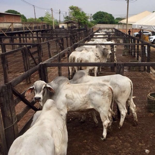 EMATER- FEIRA PRO-GENETICA 1