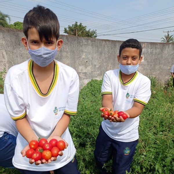 alunos colhendo tomates
