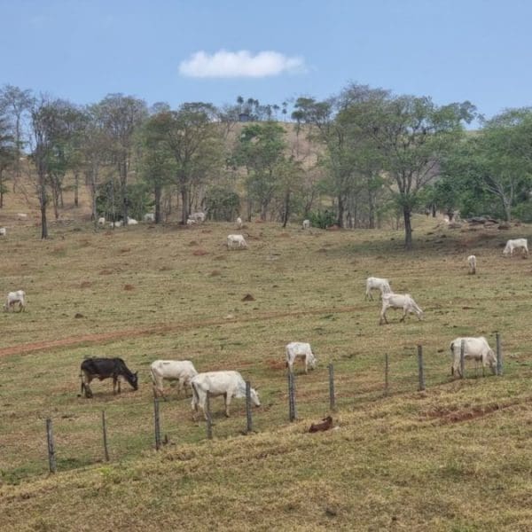 gado da fazenda