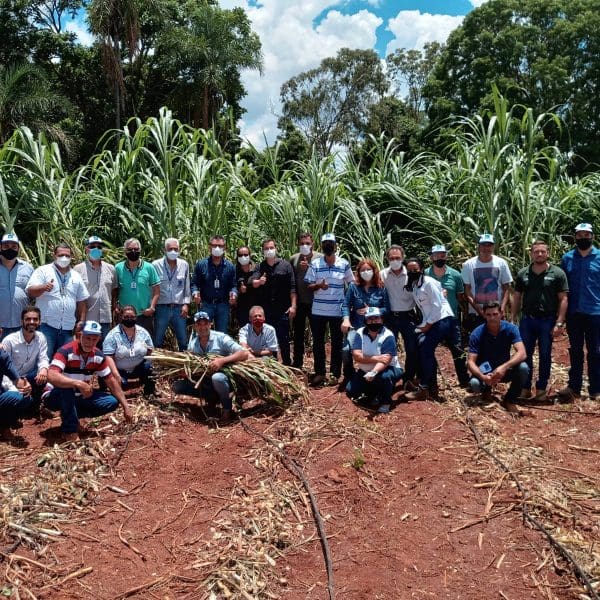 No encontro, foram distribuídas mudas da gramínea para cerca de 150 produtores rurais da região e apresentadas palestras para mostrar características da planta. O BRS Capiaçu é um clone de capim-elefante, lançado em 2016 pela Empresa Brasileira de Pesquisa Agropecuária (Embrapa)
