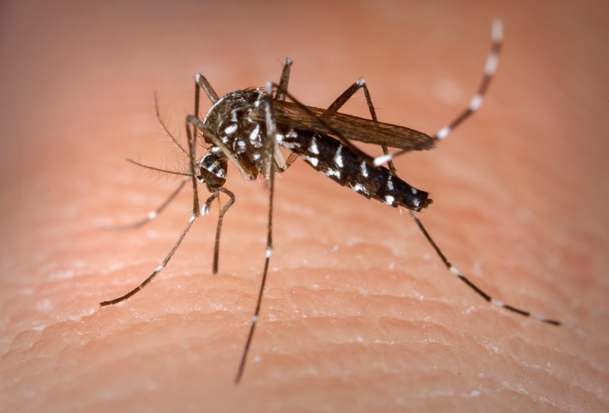 Patrulha Detran reforça combate ao mosquito da dengue