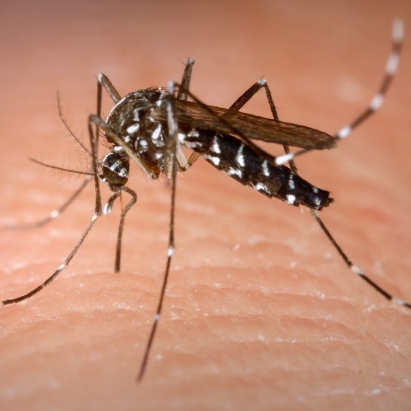Patrulha Detran reforça combate ao mosquito da dengue