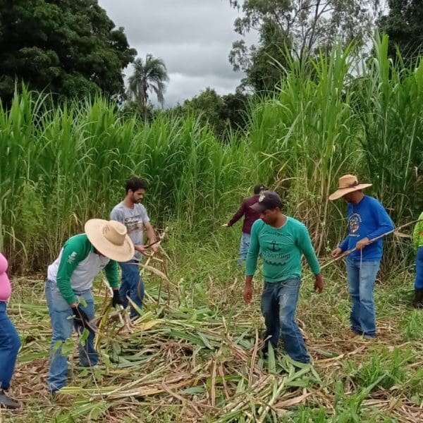 EMATER DIA DO CAMPO 1