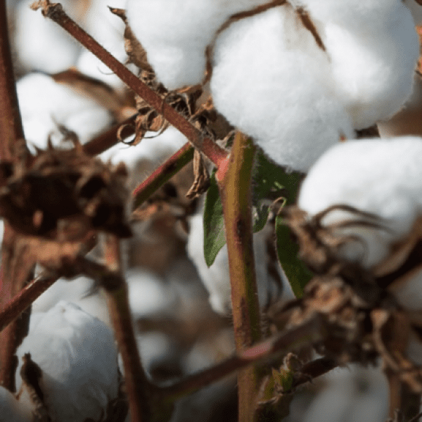 Produção de algodão em Goiás