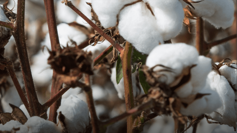 Produção de algodão em Goiás