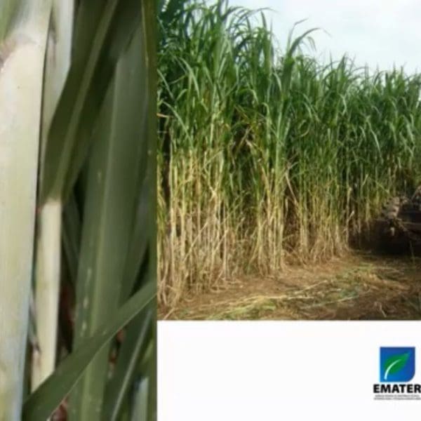 EMATER BRS Capiaçu em live transmitida pela instituição