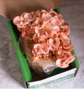 Cogumelos-box Fapeg
