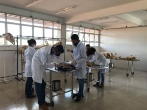 TURMA DE VET- 4