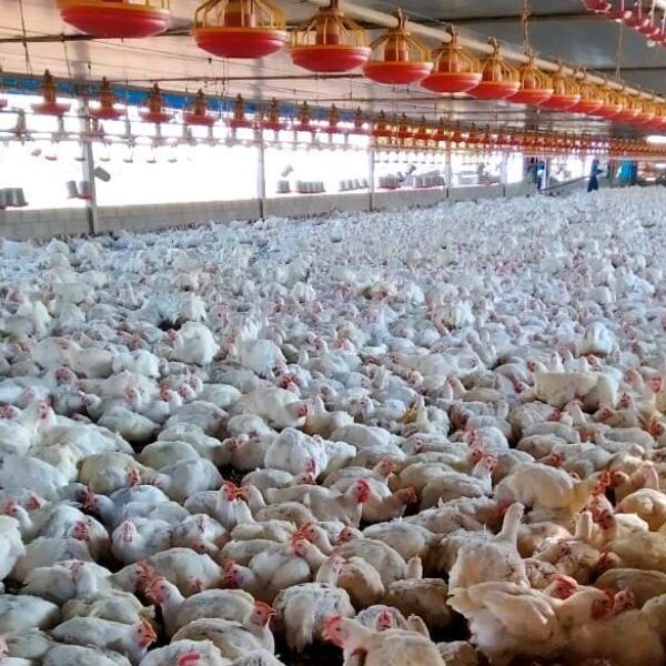 Goiás registra mais de 22,8 milhões de bovinos no primeiro semestre de 2025 - plantel de aves