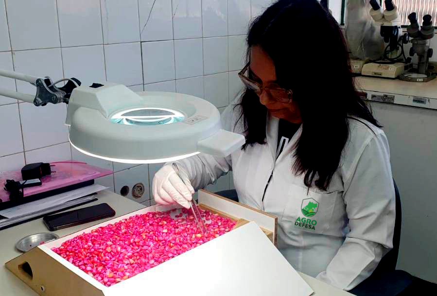Técnica da Agrodefesa realizando avaliações e testes de laboratório com sementes