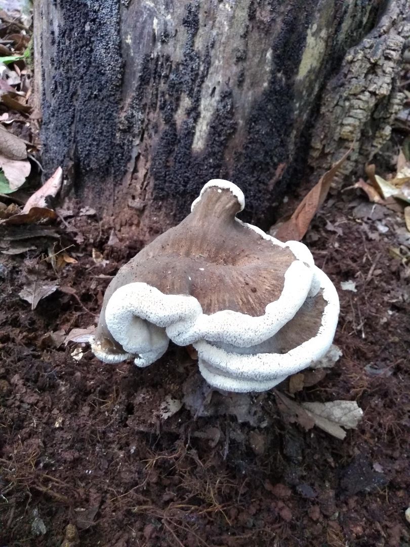 Pesquisadores da UEG descobrem novas espécies de cogumelo e bolor