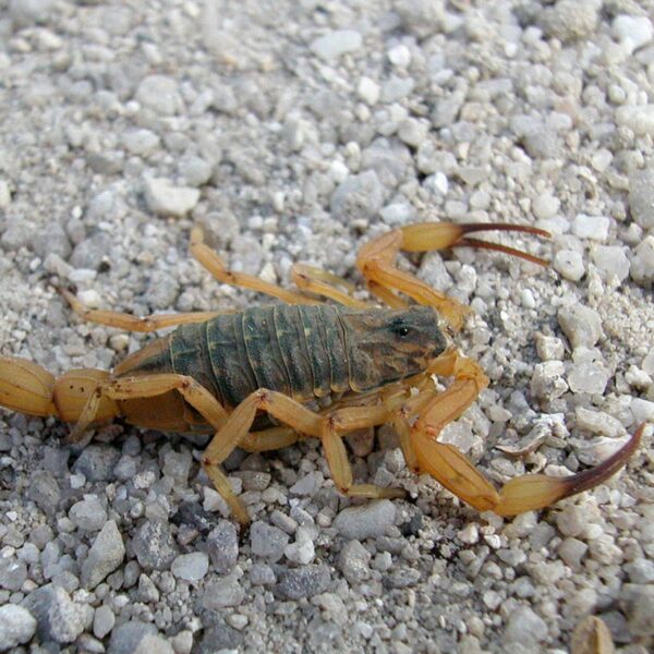 Foto de um escorpião