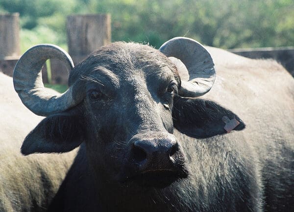 Búfalos abandonados em território Kalunga