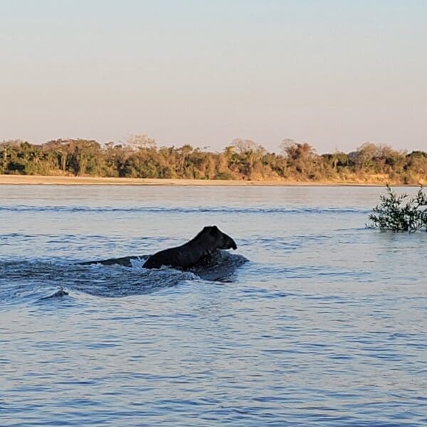 Rio Araguaia é o habitat de centenas de espécies da fauna e da flora