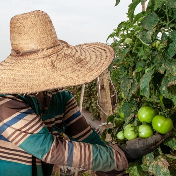 Plantação de tomate está entre as atividades do agro que geraram emprego