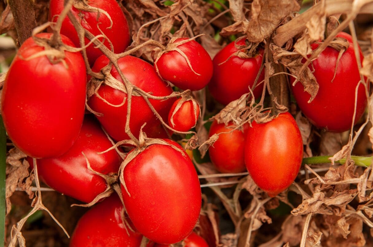 produção de tomate em Goiás