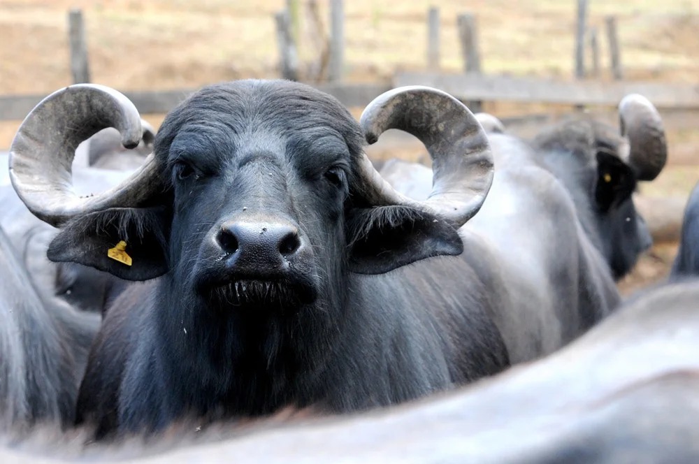 Justiça suspende liminar que impede doação de búfalos em território Kalunga