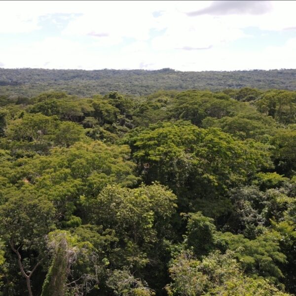 Parques Altamiro e João Leite recebem mais de 1,6 milhão de mudas nativas