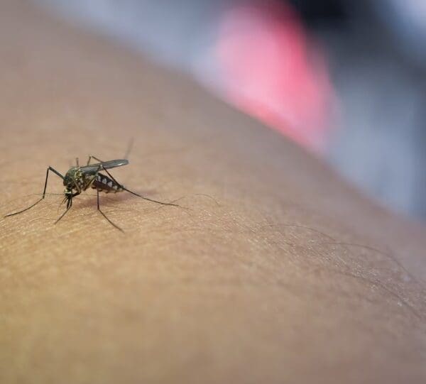 Governo alerta para casos de malária em Goiás