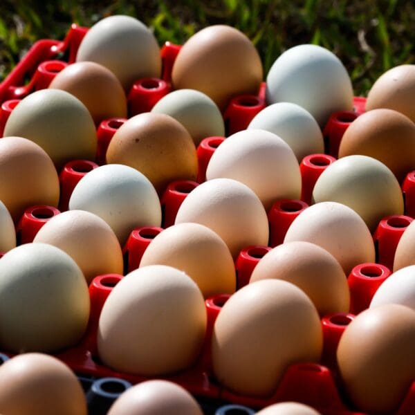Em Goiás, VBP da produção de ovos deve alcançar R$ 1,2 bilhão em 2023
