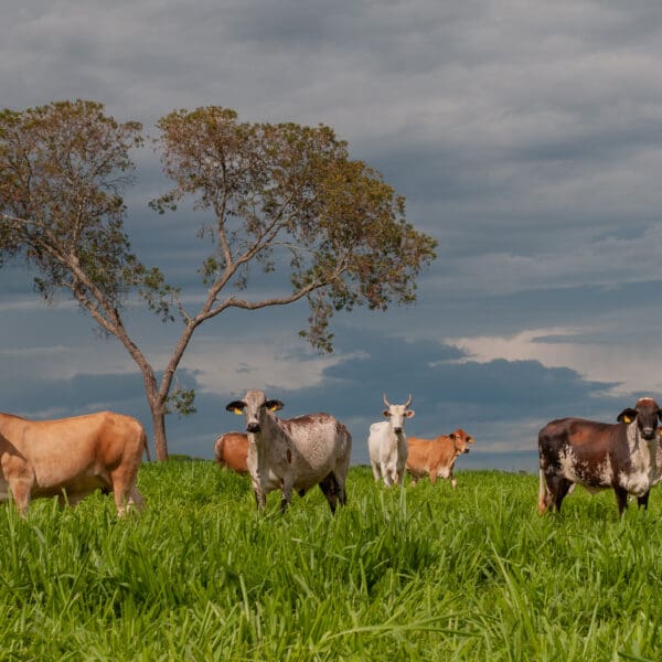 FCO Rural aprova R$ 16,8 milhões para pecuária e produção de grãos em Goiás