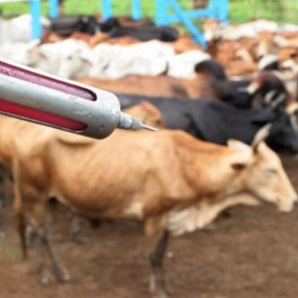 Raiva dos herbívoros: Agrodefesa divulga lista de municípios com alto risco