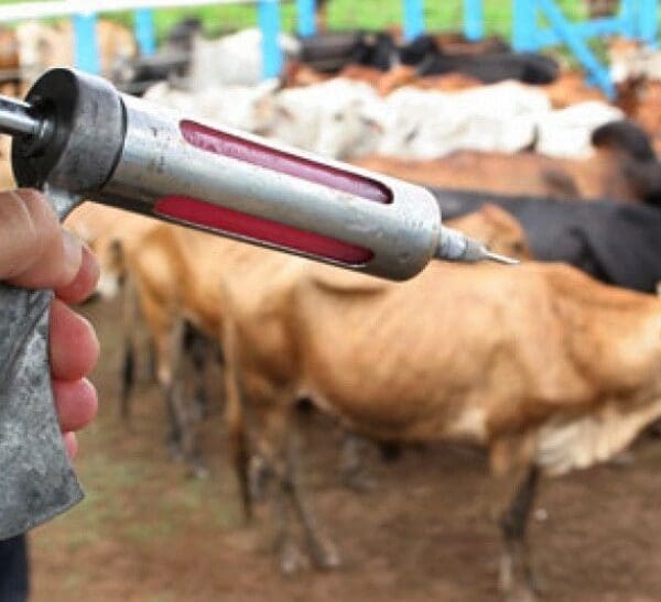 Goiás divulga normas da vacinação contra a raiva dos herbívoros