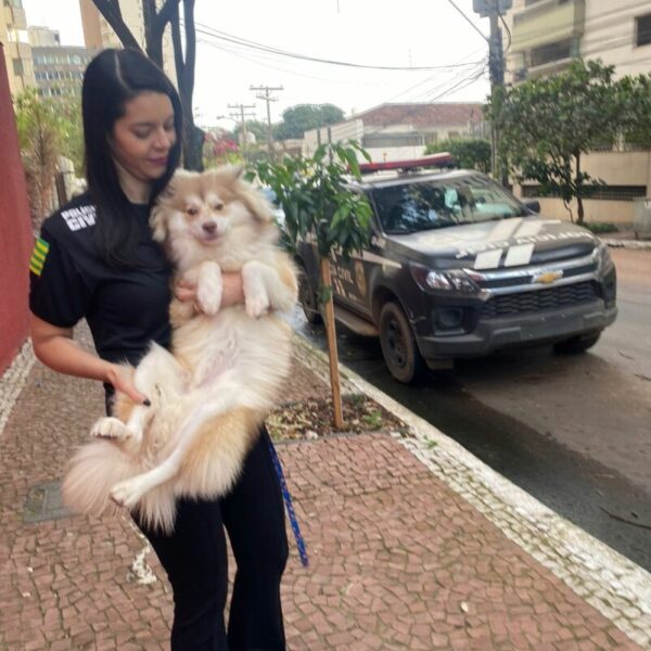 Polícia resgata cão filhote agredido pelo tutor no prédio onde mora