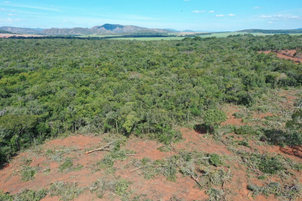 Fiscais evitam desmatamento de 150 hectares em Vila Propício