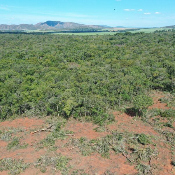 Fiscais evitam desmatamento de 150 hectares em Vila Propício