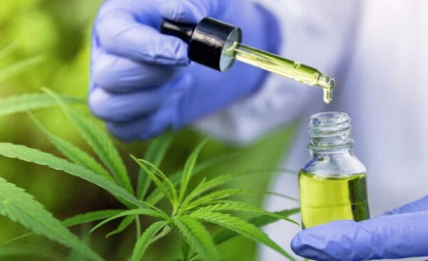 cannabis medicinal