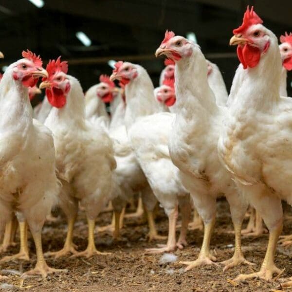 Granja_Goiás adota medidas para evitar gripe aviária