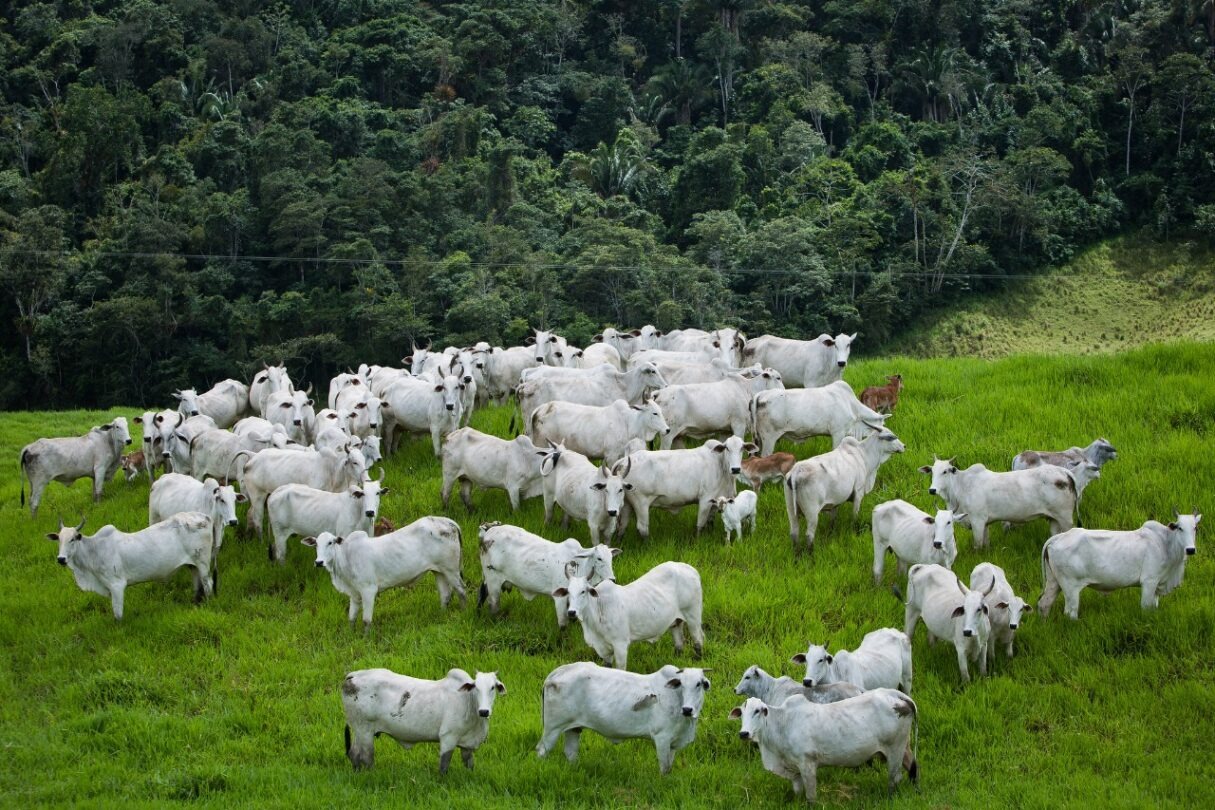 Goiás é destaque em preservação ambiental associada ao