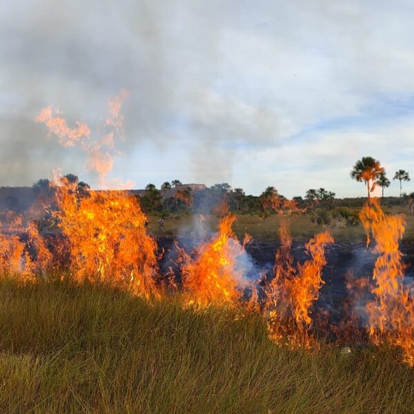 Para prevenir incêndios, Parque de Terra Ronca passa por queima prescrita
