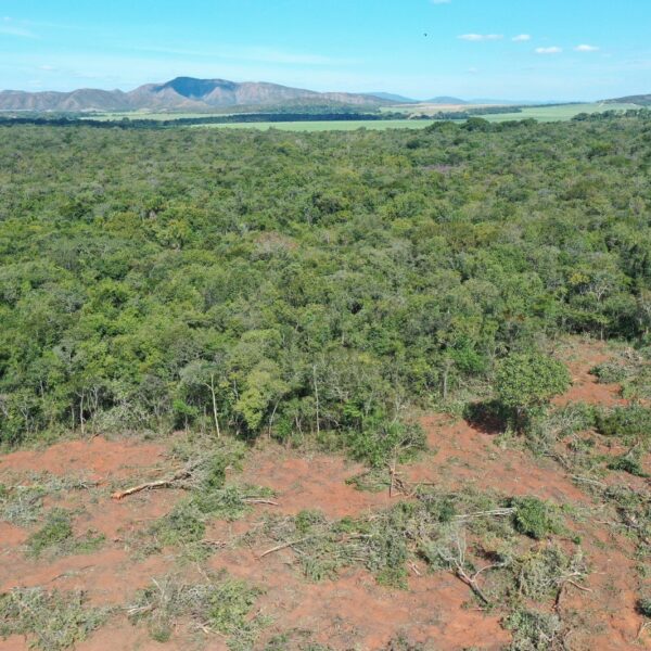 Desmatamento recua em Goiás em 2022, revela Mapbiomas