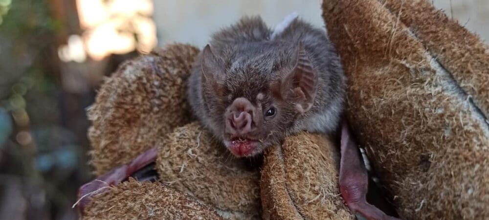 Agrodefesa intensifica monitoramento de morcegos para evitar raiva em herbívoros