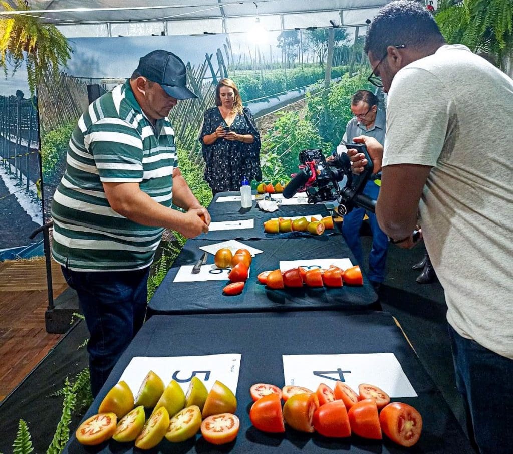 Concurso da Emater elege o melhor tomate de Goianápolis