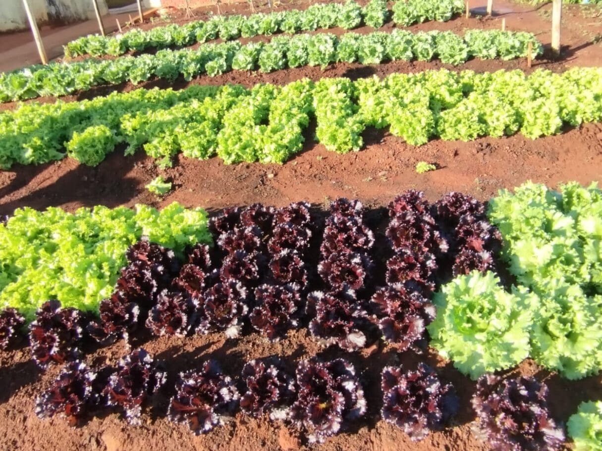 Projetos de cultivo de hortas contribuem para alimentação saudável de estudantes