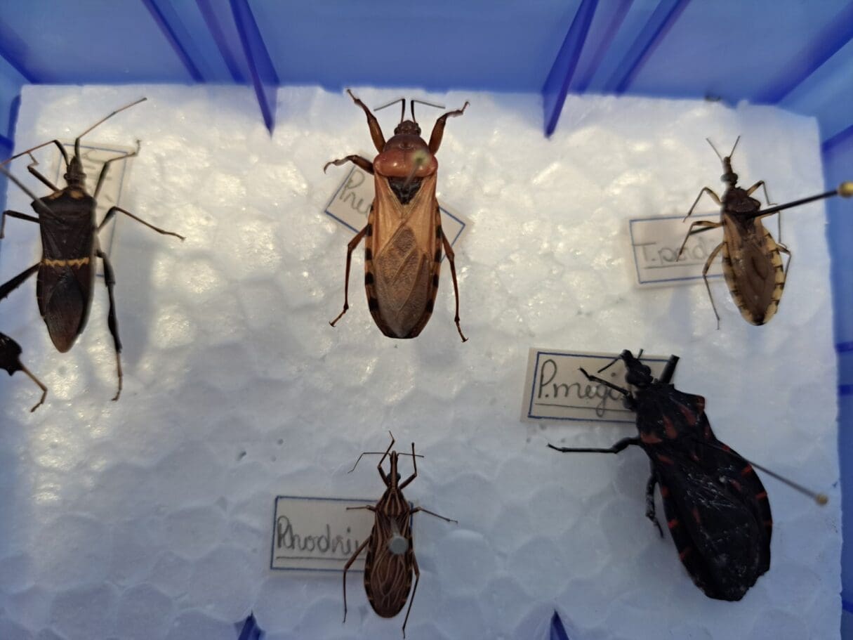 Saúde alerta sobre importância da prevenção à doença de Chagas