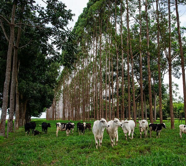 Goiás atua na difusão de práticas agropecuárias sustentáveis